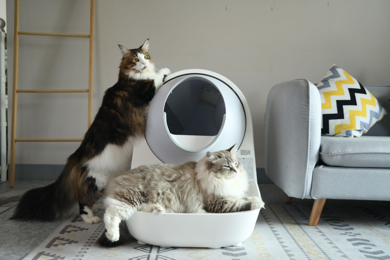 Was ist eine selbstreinigende Katzentoilette und wie funktioniert sie?