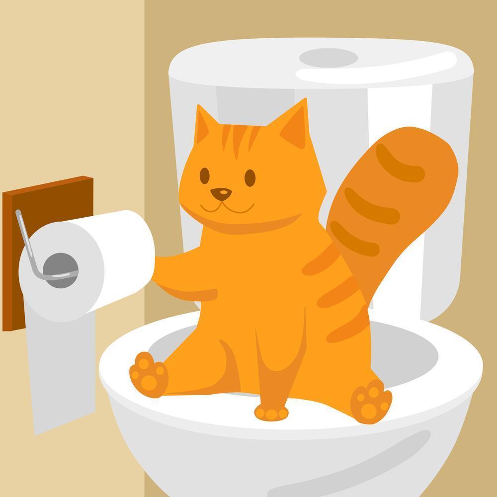 So trainieren Sie Ihre Katze, eine neue Katzentoilette zu benutzen - Twopoint
