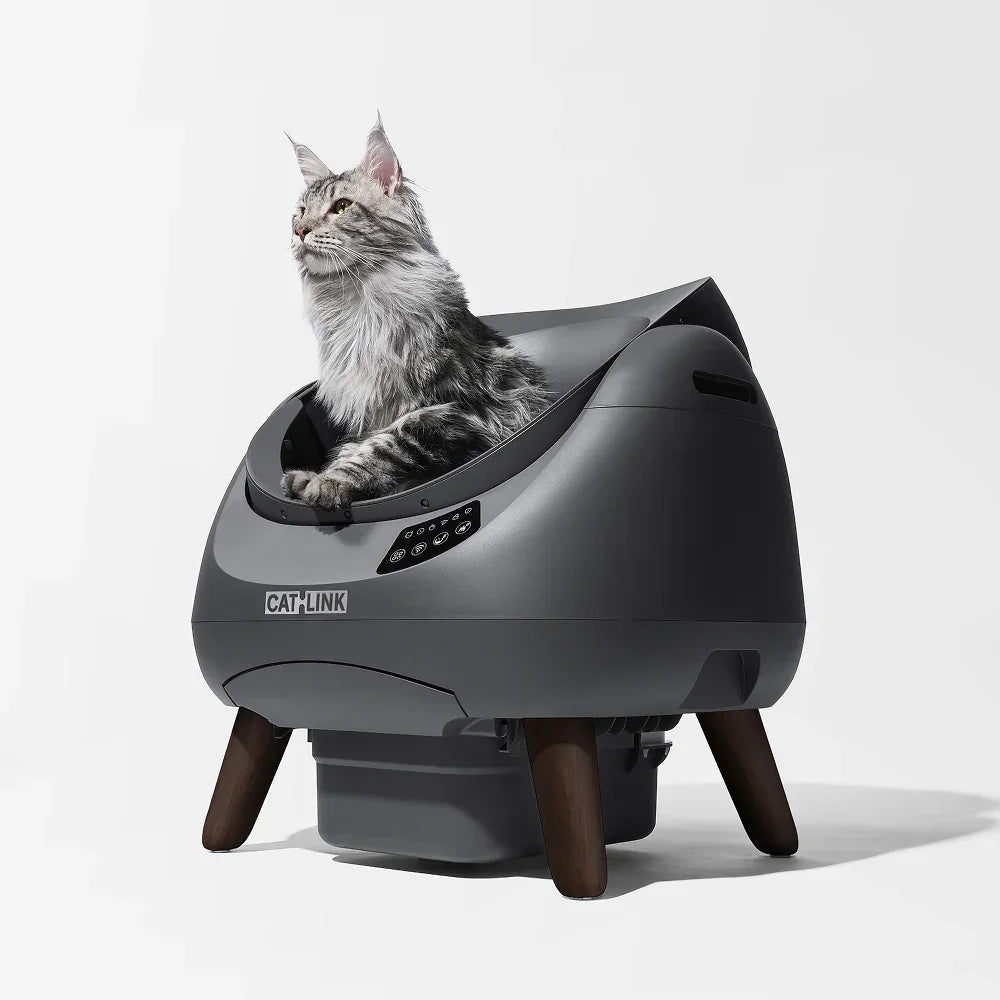 Maine Coon cat sitting in a modern gray Catlink automatic litter box with wooden legs